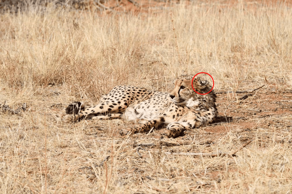 Foto von Gepard mit accundu-Trackingssystem am Ohr