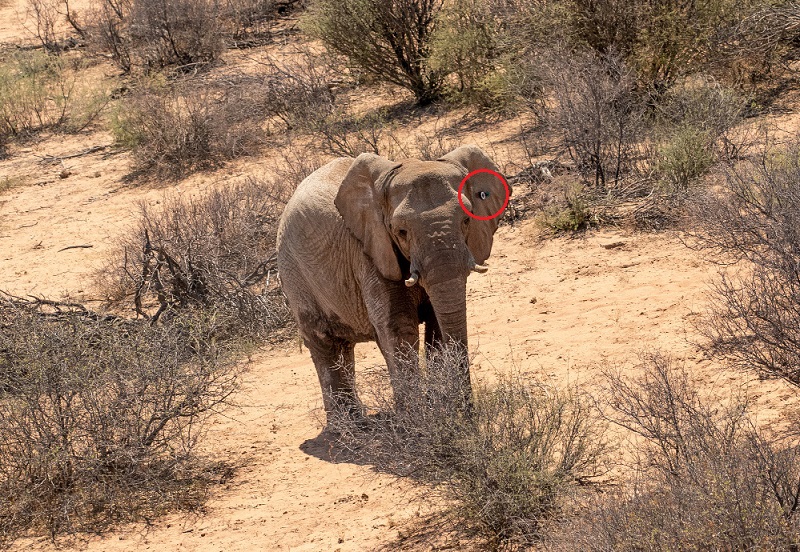 Elefant mit Tracking-Gerät am Ohr